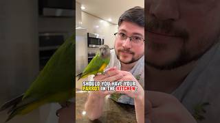 Should You Have Your Parrot in the Kitchen?