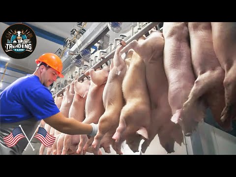 Shocking ! How Americans Raise Millions Of Pigs For Meat - Pork Processing | Pig Farm