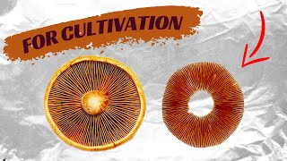 Everything About Mushroom Spore Prints for Cultivation