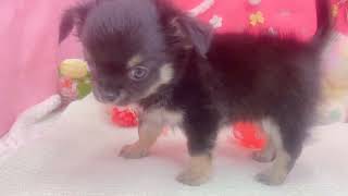 チワワ（ロング）の動画01