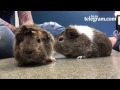 Guinea pigs Tricky Woo and Toodles are at Worcester Animal Rescue League and need a new home togethe