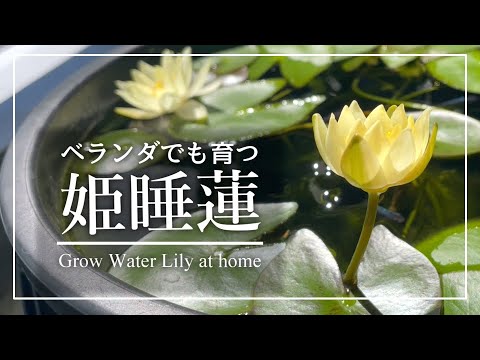 園芸 フェイクスイレン、小さなふわふわスイレン