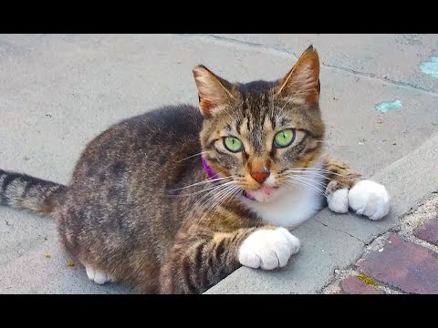 Cat with Huge Polydactyl Paws!