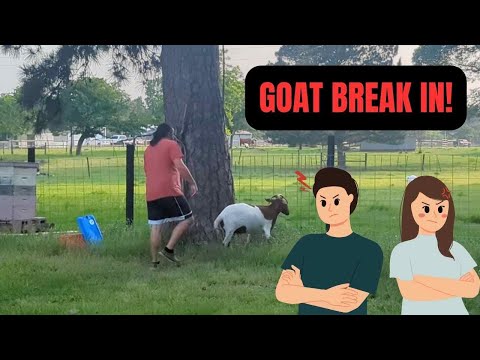 Goat Break In | New Bee Check In