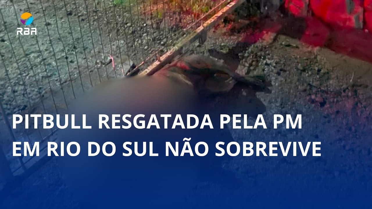 Pitbull resgatada pela PM em Rio do Sul não sobrevive