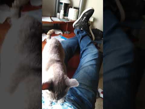 , title : 'Mi gato massage 😘'