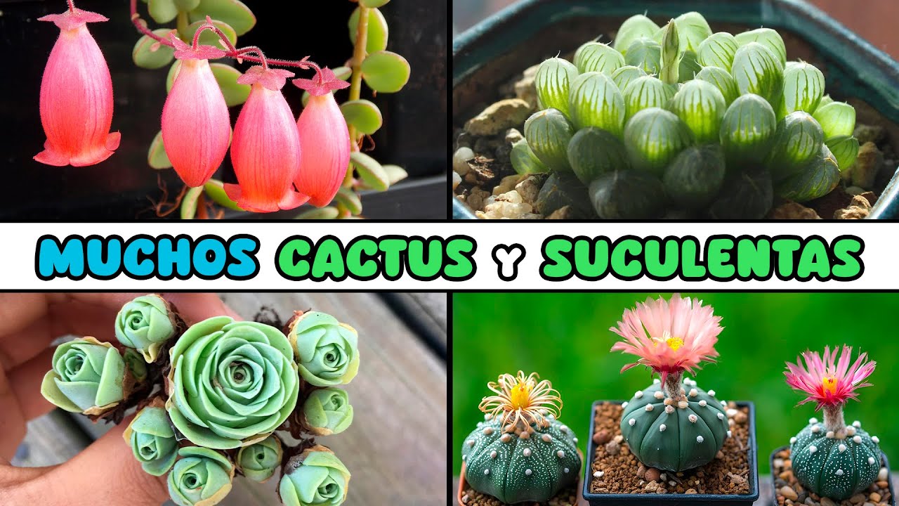 MUCHOS CACTUS y SUCULENTAS para el HOGAR