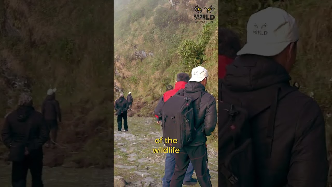 Singalila National Park | Red Panda Expedition | Mainak Das, WBN Member