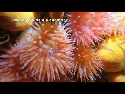 Diving in Saltstraumen from Kvitberget to the tunnel. Dykking Saltstraumen Kvitberget tunellen