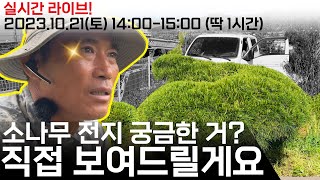 [생방송 전지교육, 실시간 질의응답] 10월, 11월에 해야 하는 소나무 전지 생방송 교육!