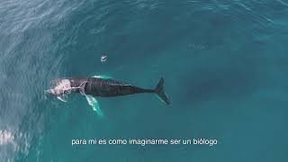 Drones tras el soplo de las ballenas jorobadas de Samaná