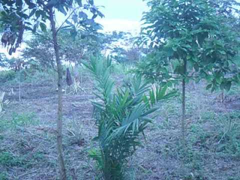 Sodelco Plantation Kenzou