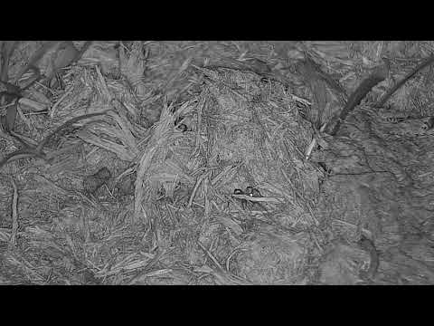 Djuma: Spider below thhe cam - 18:52 - 10/29/21