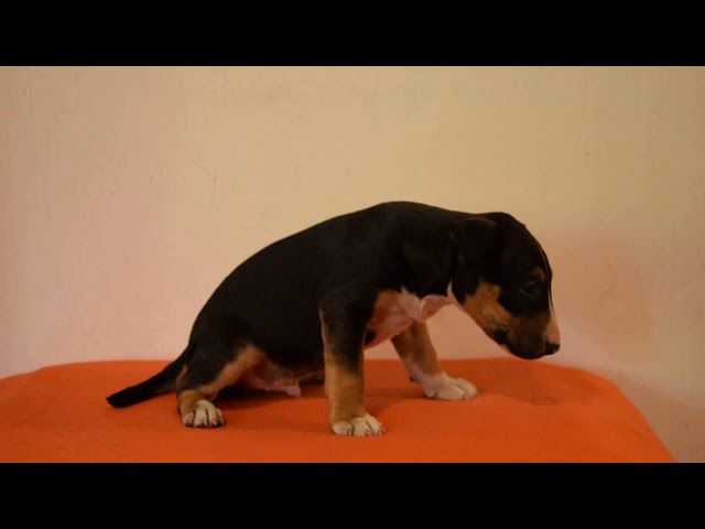 Mini Bullterrier puppy