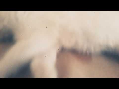 Persian cat jumping on the bed