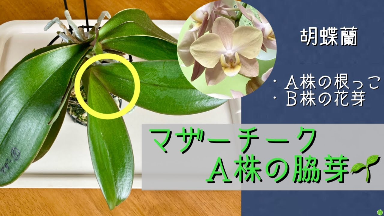 2026年4月5日　贈答品の胡蝶蘭　4月の《マザーチーク》　Ａ株の脇芽🌱（子株）の成長　Ｂ株の花芽（花茎）が伸びる