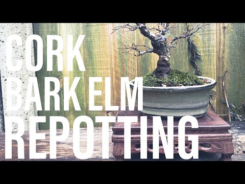 Bonsai Diary (EP7 - 17/3/2023) Repotting my Cork Bark Elm Bonsai!