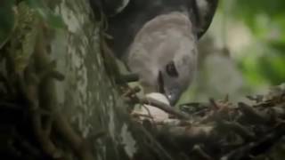 The Monkey-Eating Eagle of the Orinoco
