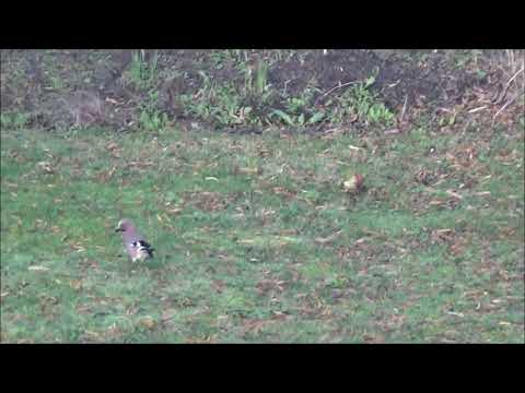 Green Woodpecker and Jay