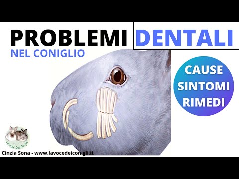 , title : 'PROBLEMI DENTALI NEL CONIGLIO #denti #coniglio'