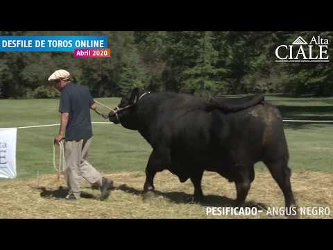 CIALE Alta Toro PESIFICADO- Angus Negro