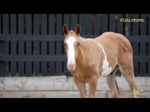 Lot 15