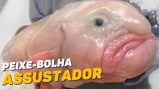 Peixe-Bolha - Curiosidades do “Peixe feio”