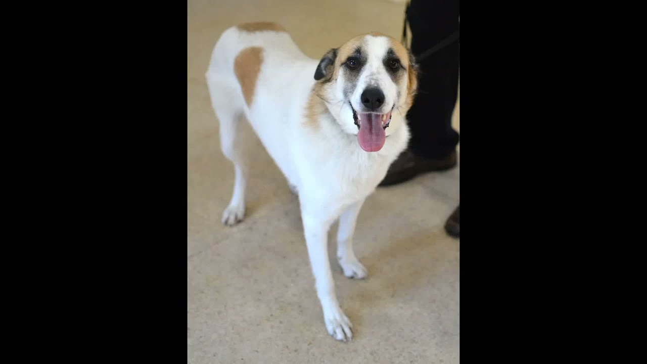 Enlarge Arlo, a Adoptable mixed breed in White Plains, NY video 5/5