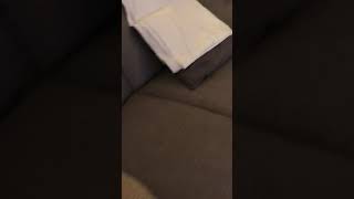 Deck the halls puppies!