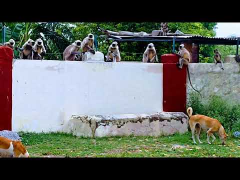 dogs vs monkeys 🤩 #langoor #dog #monkey #mahindra #xuv500 #nature #farmhouse