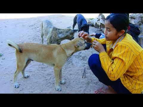 Giving Food To Poor Dog At Village