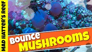 A Box of Bounce Mushroom Coral