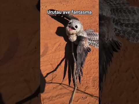 burung cabak #burung #burungkicau