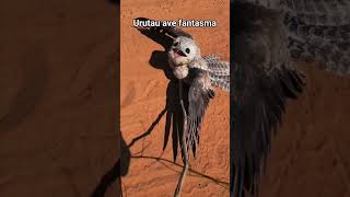 Download lagu burung cabak #burung #burungkicau mp3 Download lagu burung cabak #burung #burungkicau mp3