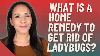 What is a home remedy to get rid of ladybugs?