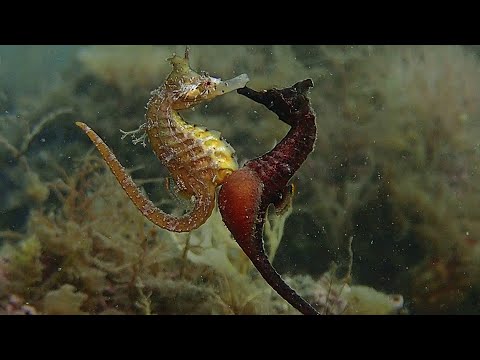 Amazing Seahorse Mating Compilation Video | Epic SEA CREATURES