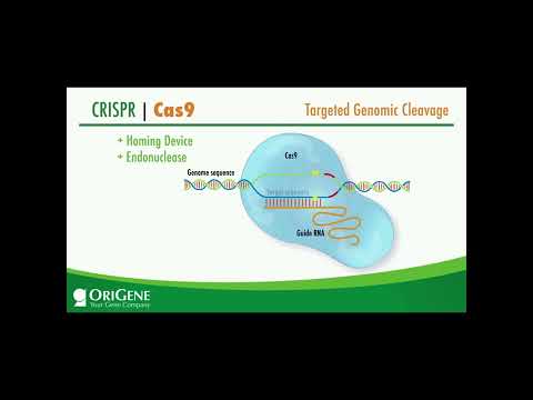 CRISPR Explained| Targeted Genomic Cleavage #shorts