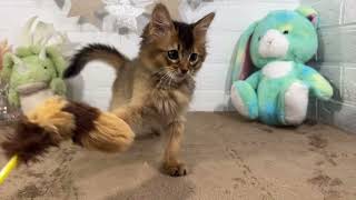 ソマリの動画01