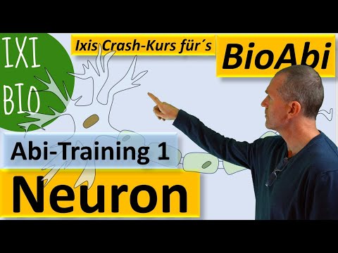 Neuron - Nervenzelle Anwendungsaufgaben zur Abivorbereitung Nervenzellen - Neurophysiologie