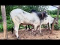 Lovely Cow Mating Moment Video Lovely Bull Animals Virals Cow Love Bull Virals Video