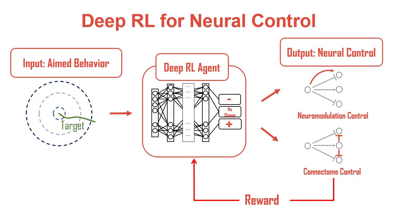 Deep Reinforcement Learning for Neural Control