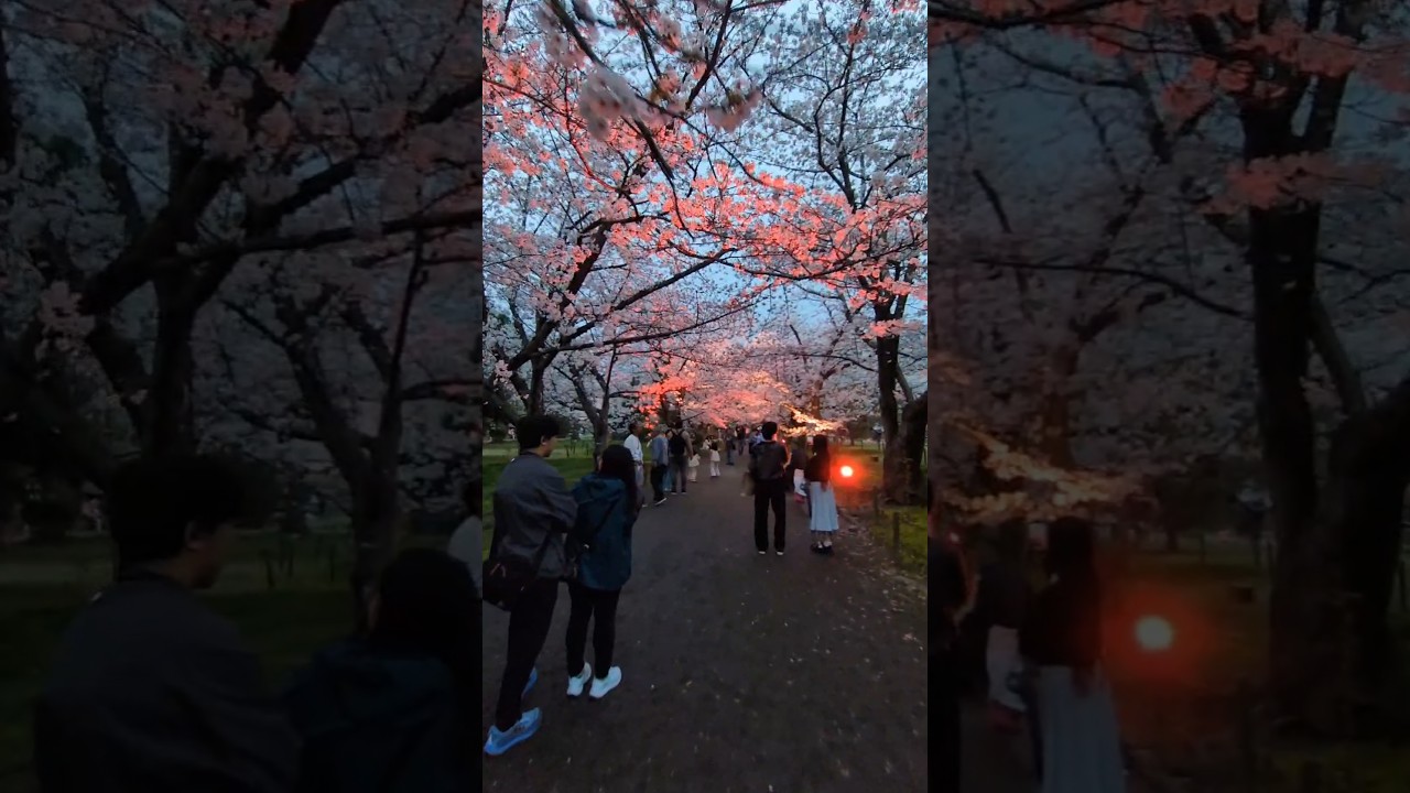 【桜満開】舞鶴公園🌸のステキな桜🤗福岡県
