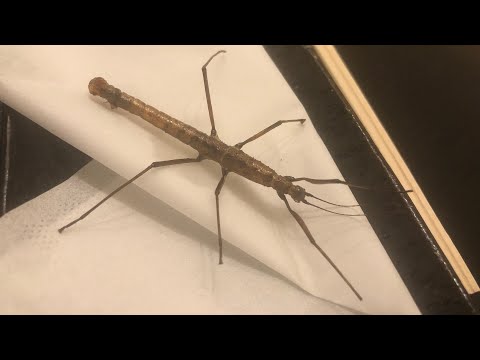 ナナフシ - 種類、特徴、繁殖、生息地