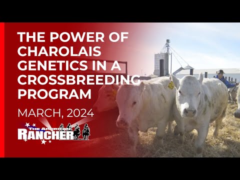 DeBruycker Charolais | The American Rancher | 03-08-2024