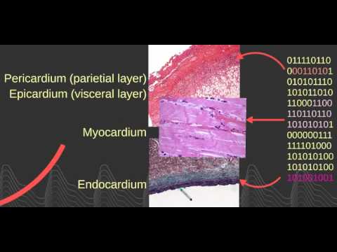 Electrophysiology Pt 1: Basics