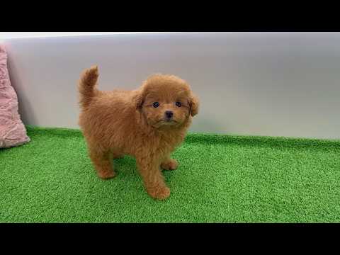 YouTube動画のサムネイル