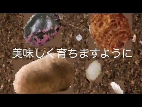 おいしく育ちますように