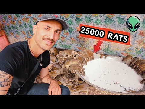 I visited India's Rat Temple with Thousands of Rats [must go inside BAREFOOT]