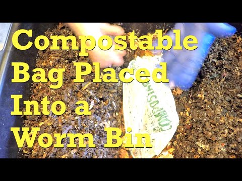 Compostable bag added to European nightcrawler worm bin - vermicompost