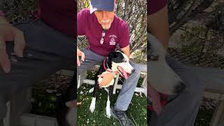 Video preview image #1 Retriever -Unknown Mix Puppy For Sale in Pasadena, CA, USA